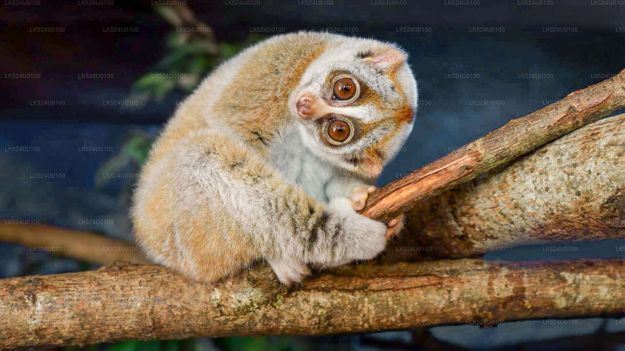 Loris-Beobachtung im Sinharaja-Regenwald