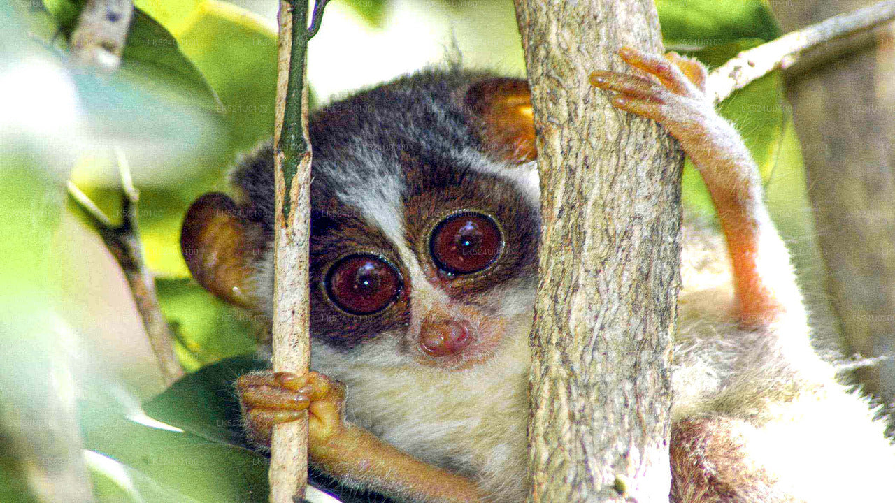 Loris-Beobachtung im Sinharaja-Regenwald