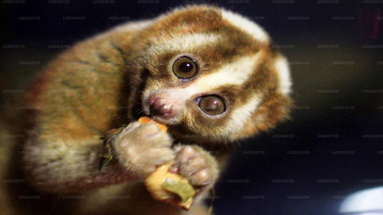 Loris-Beobachtung im Sinharaja-Regenwald