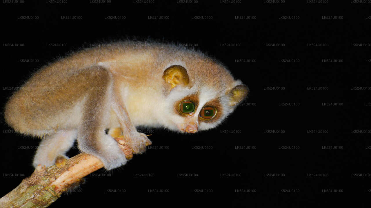 Loris-Beobachtung im Sinharaja-Regenwald