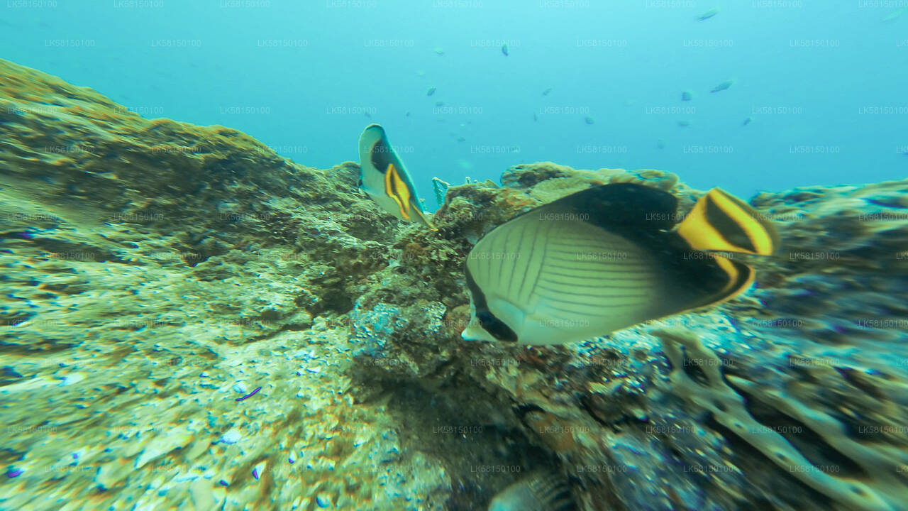 Schnorcheln im Talawila St. Anne's Reef von Kalpitiya aus
