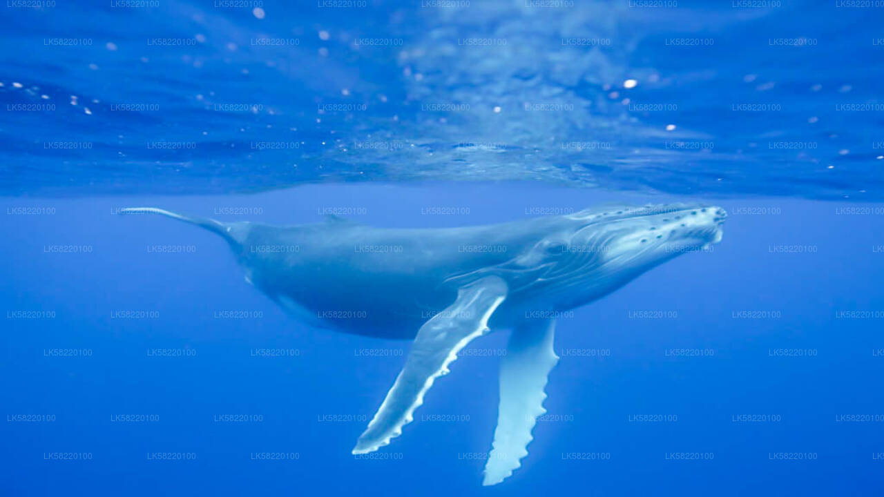 Schnorcheln mit Walen von Trincomalee aus