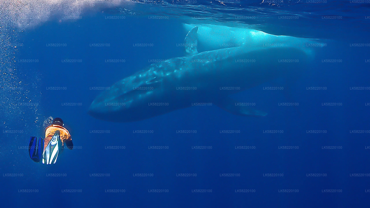 Schnorcheln mit Walen von Trincomalee aus