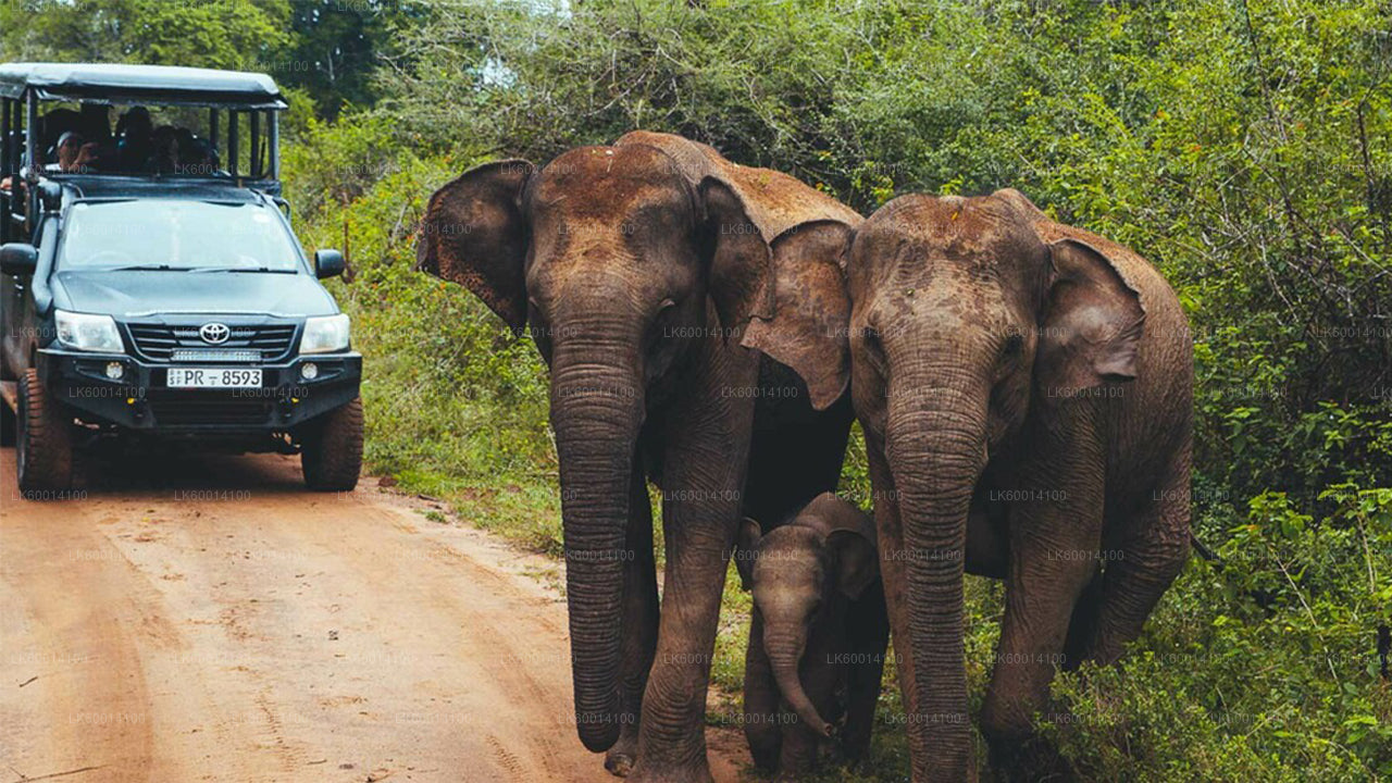Udawalawe-Nationalpark-Safari ab Colombo