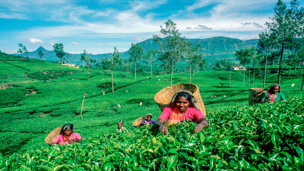 Teeplantagentour ab Kandy
