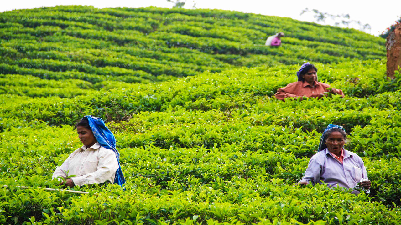 Teeplantagentour ab Kandy