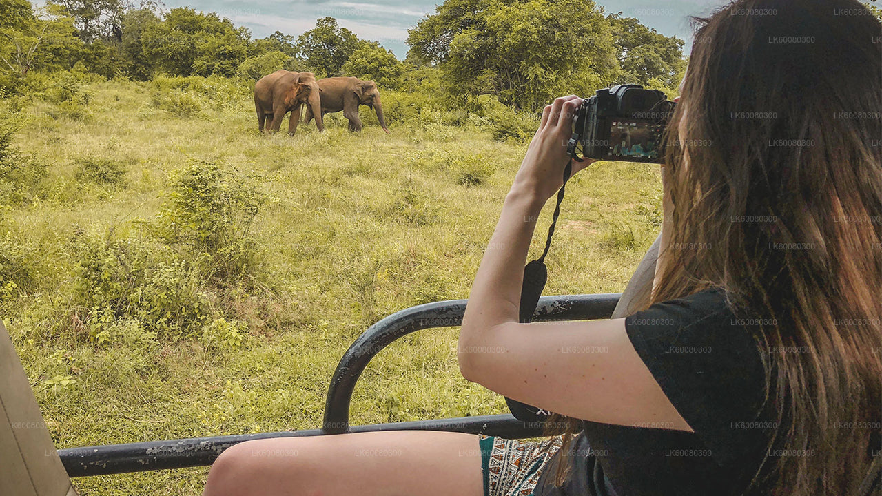 Safari im Udawalawe-Nationalpark ab Mirissa