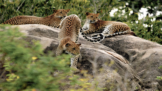 Yala-Nationalpark-Safari ab Beruwala