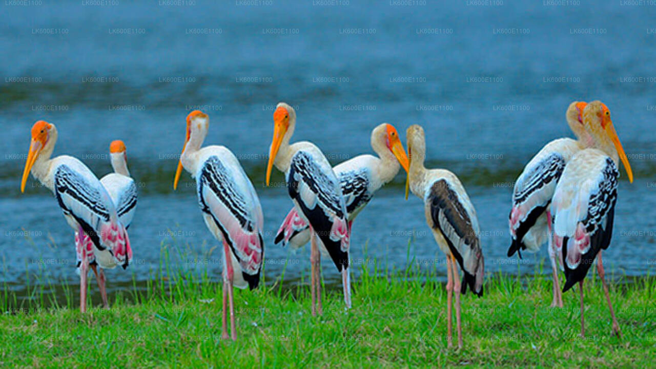 Bundala-Nationalpark-Safari ab Beruwala