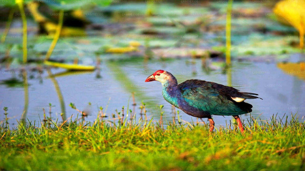 Bundala-Nationalpark-Safari ab Beruwala