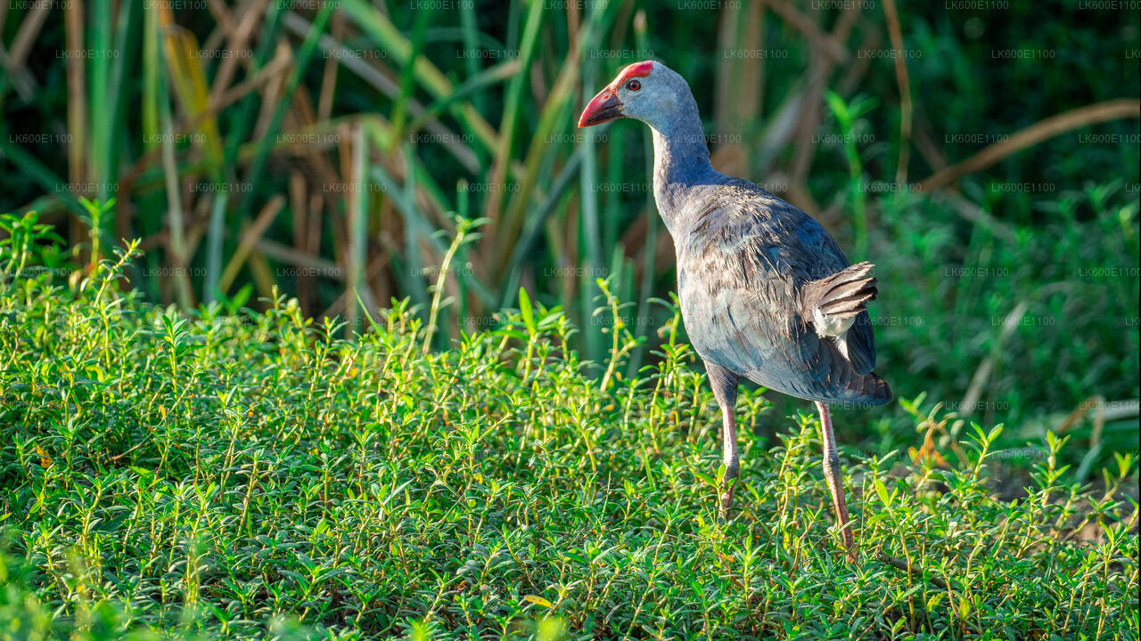 Bundala-Nationalpark-Safari ab Beruwala