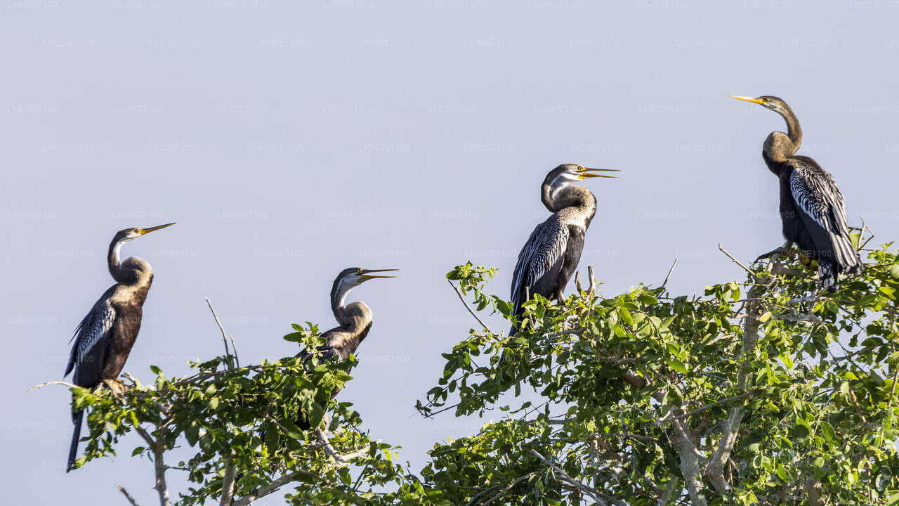 Bundala-Nationalpark-Safari ab Beruwala