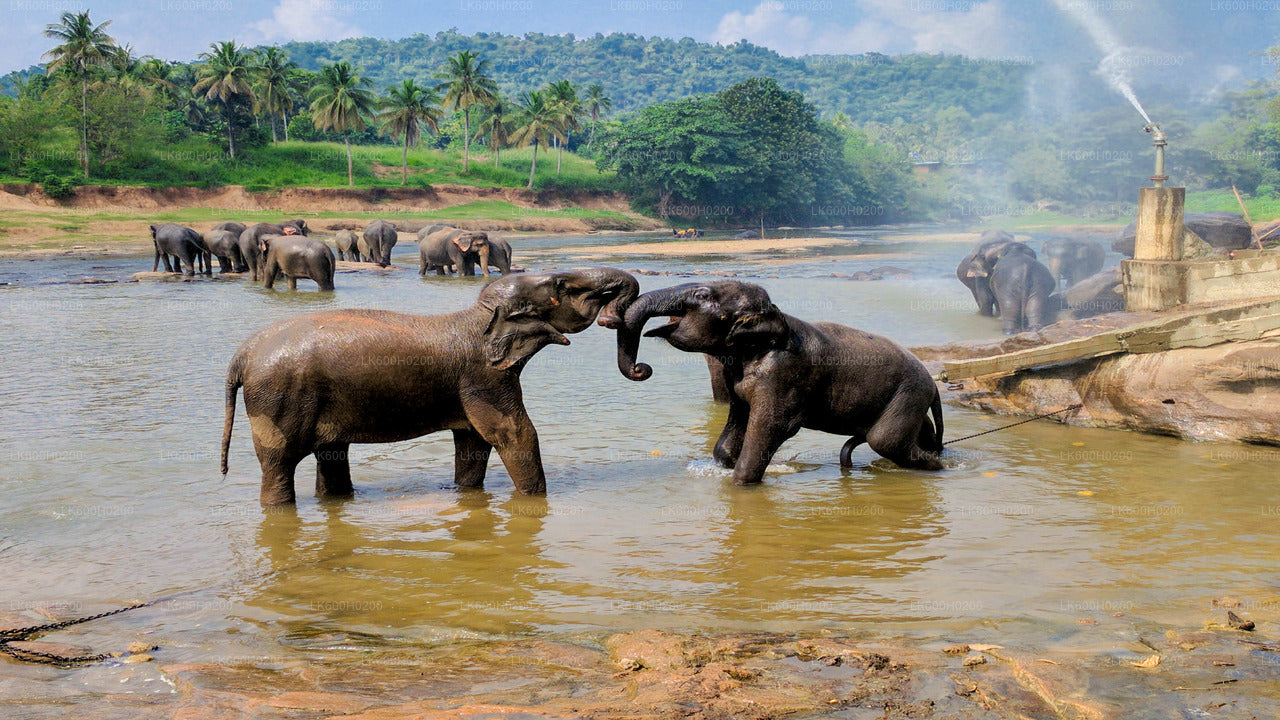 Elefantenwaisenhaus Pinnawala aus Colombo