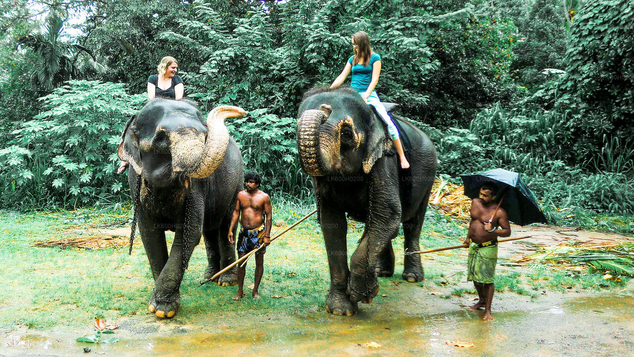 Elefantenwaisenhaus Pinnawala aus Colombo