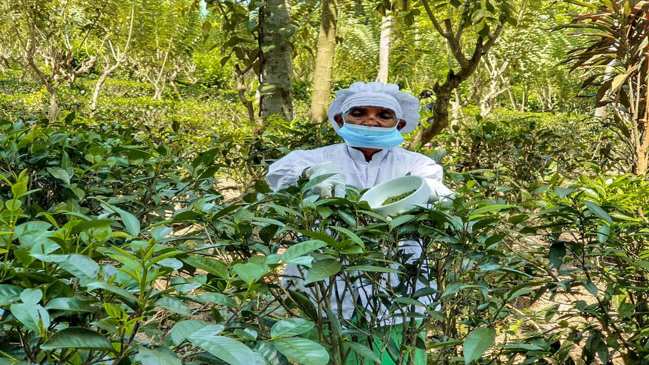 Virgin White Tea Factory und Galle Fort von Colombo aus