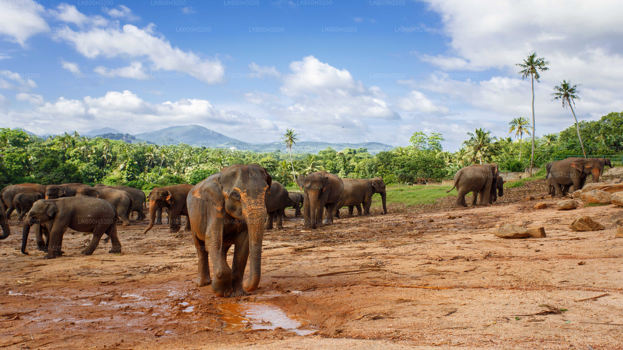 Pinnawala Elefantenwaisenhaus und Dorftour ab Colombo