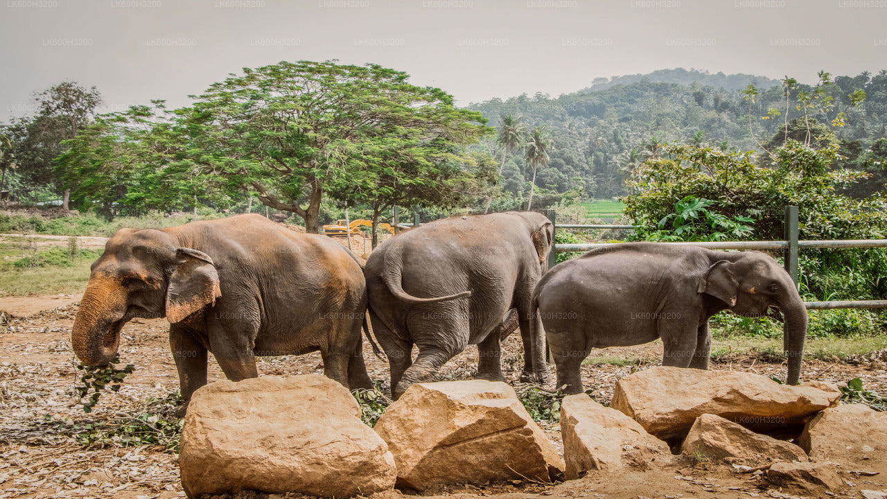 Pinnawala Elefantenwaisenhaus und Dorftour ab Colombo