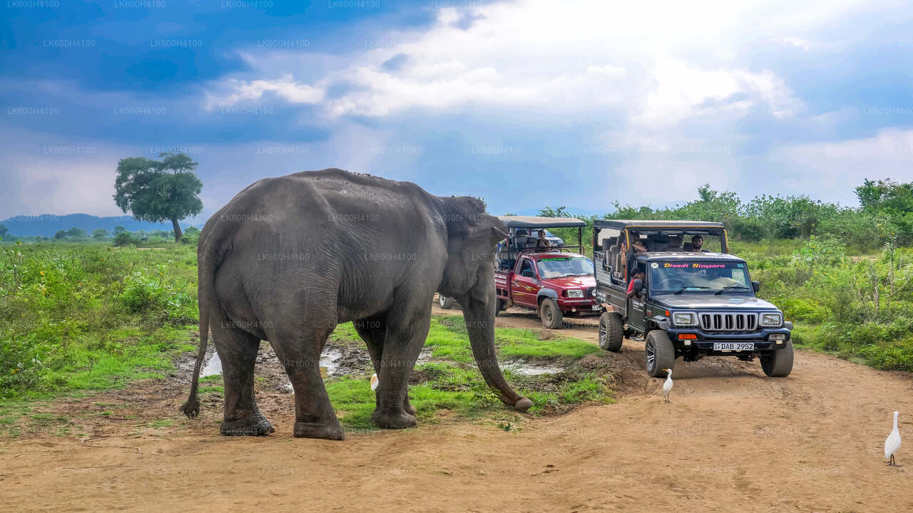 Udawalawe-Nationalpark-Safari ab Colombo