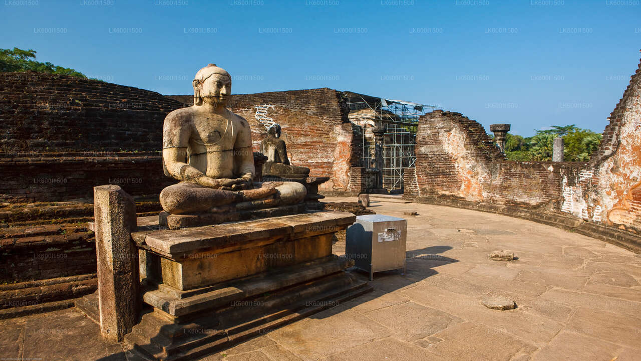 Antikes Königreich Polonnaruwa und Safari mit wilden Elefanten ab Dambulla