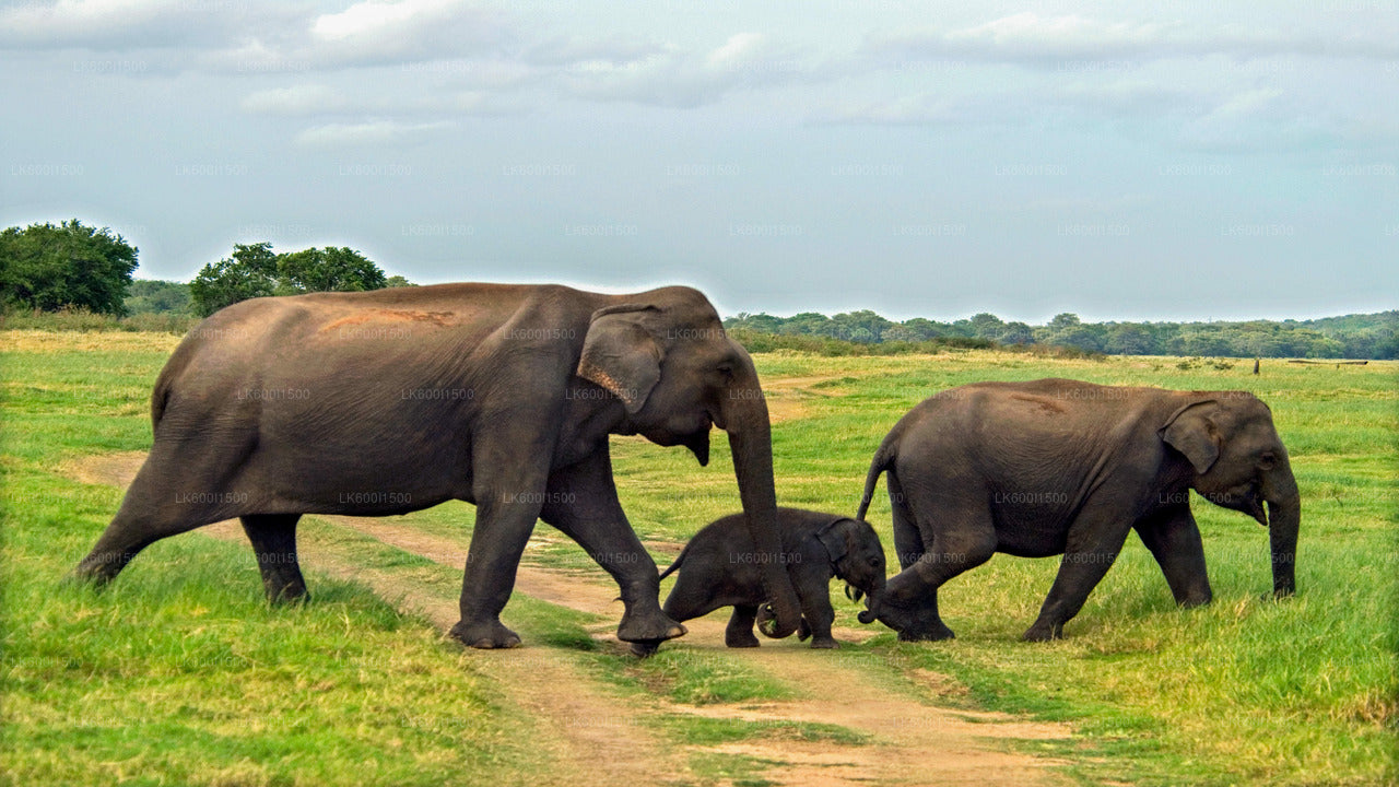 Antikes Königreich Polonnaruwa und Safari mit wilden Elefanten ab Dambulla