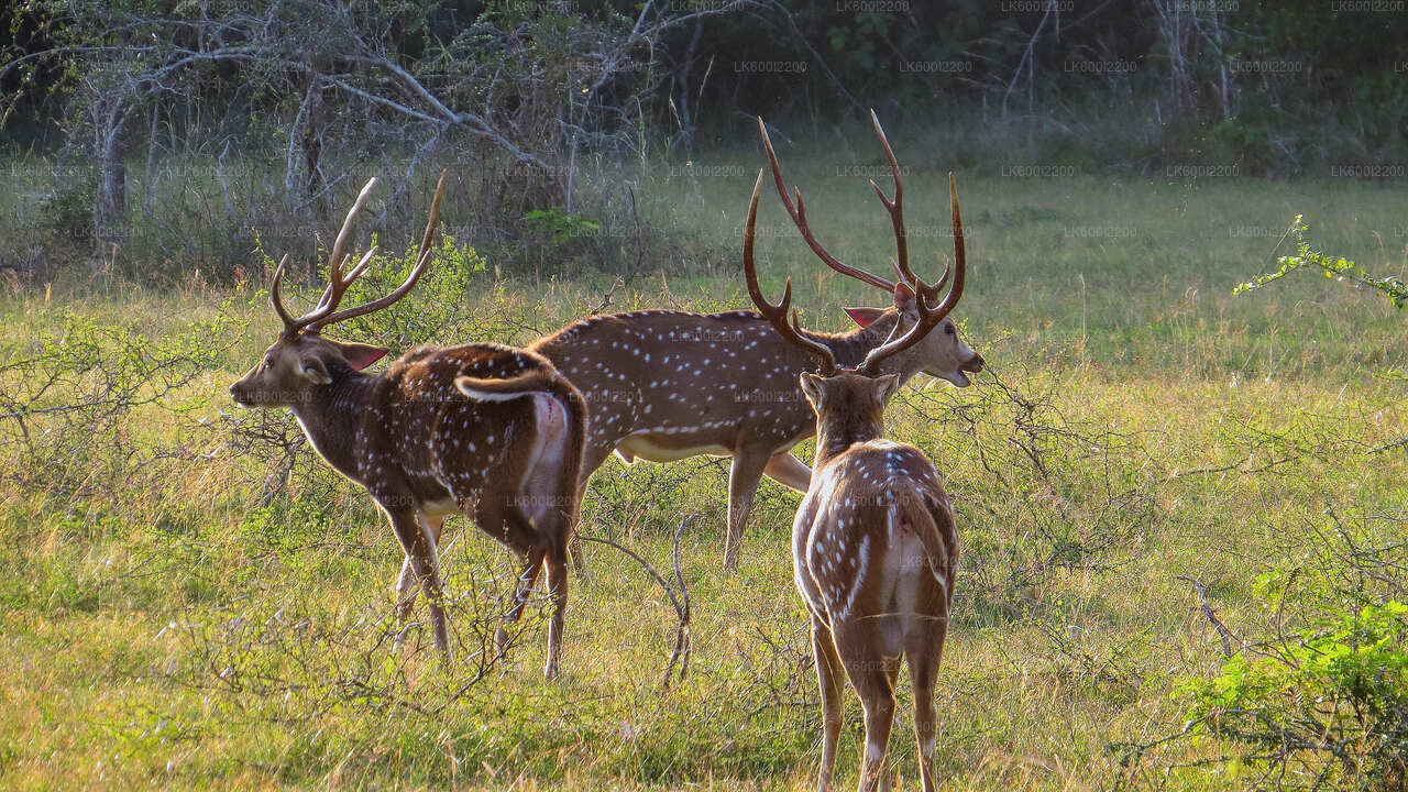 Kaudulla-Nationalpark-Safari ab Dambulla