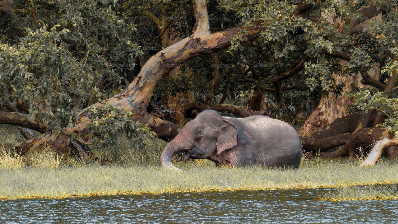 Kaudulla-Nationalpark-Safari ab Dambulla