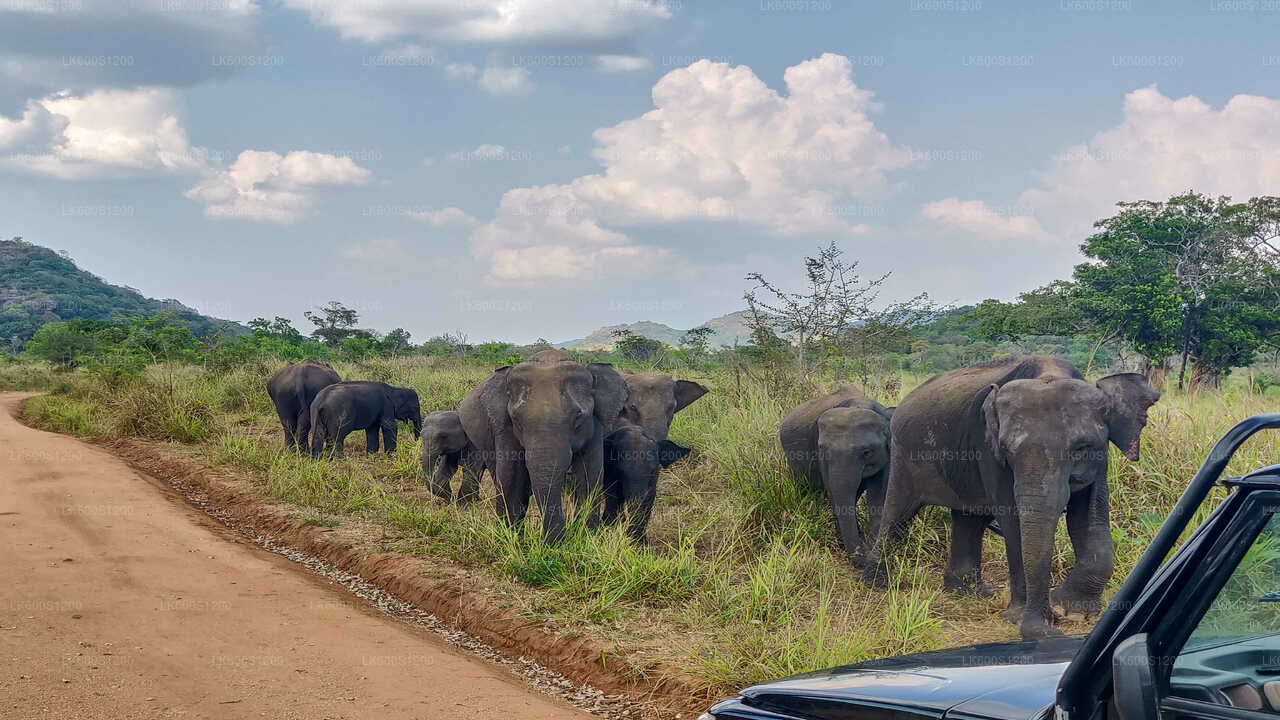 Sigiriya-Felsen- und Elefantensafari ab Habarana