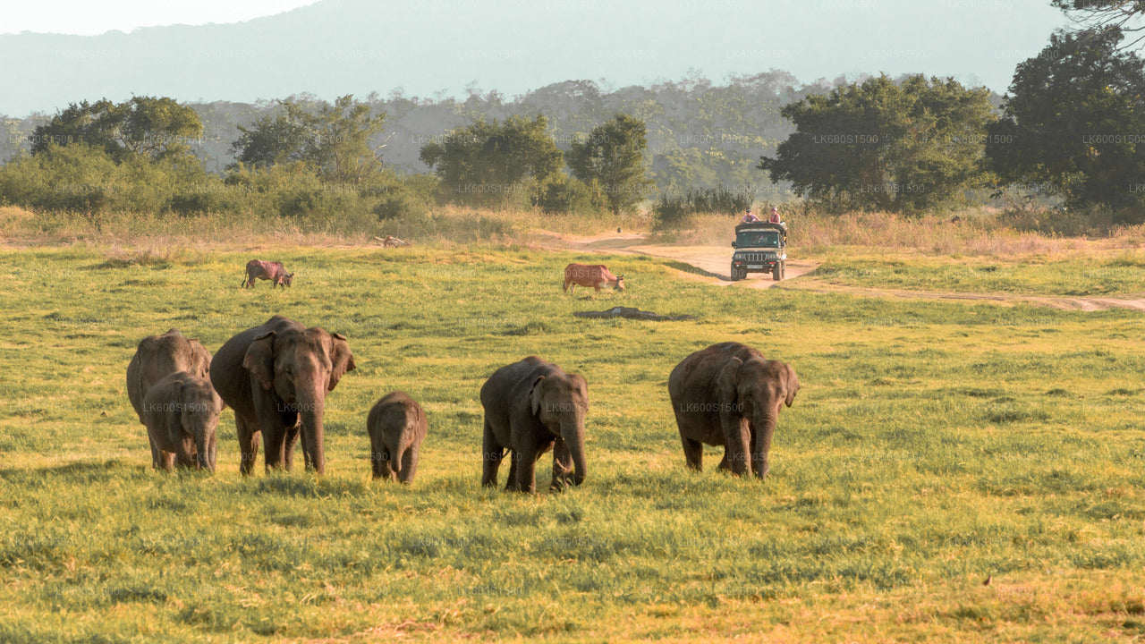 Antikes Königreich Polonnaruwa und Safari mit wilden Elefanten ab Habarana