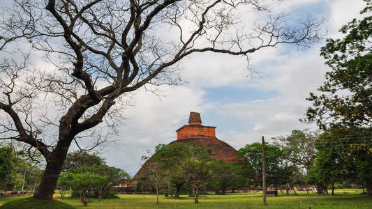 Anuradhapura-Tour zu buddhistischen Ikonen ab Habarana