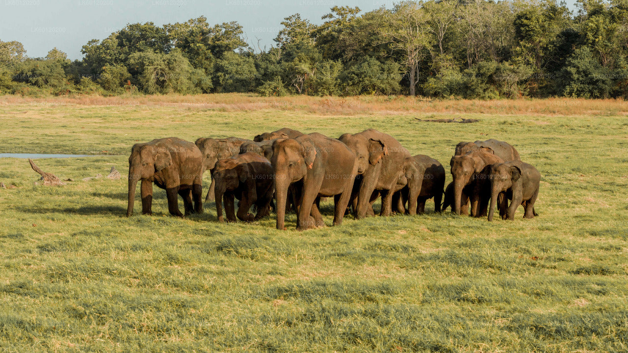 Altes Königreich und wilde Elefantensafari ab Polonnaruwa