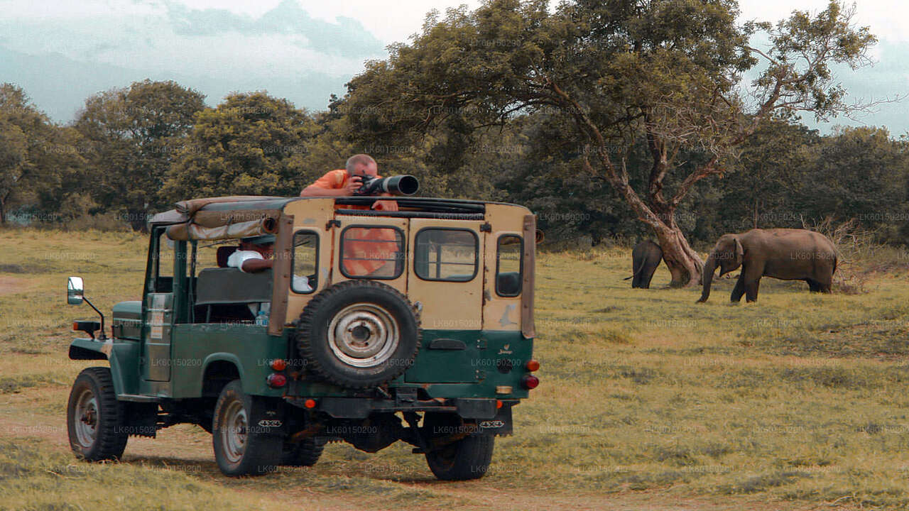 Safari im Udawalawe-Nationalpark ab Tangalle