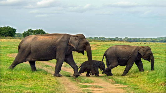 Elefanten-Entdeckungstour ab Kandy