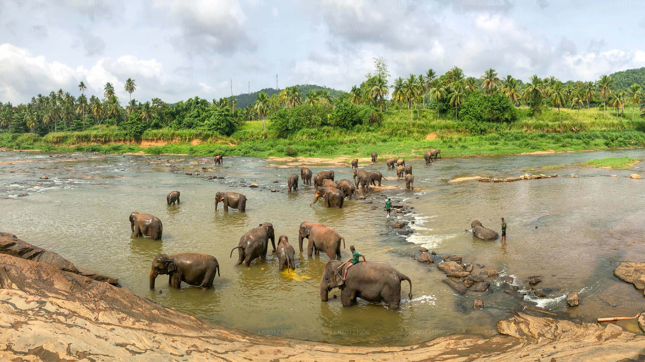 Elefantenwaisenhaus Pinnawala aus Kandy