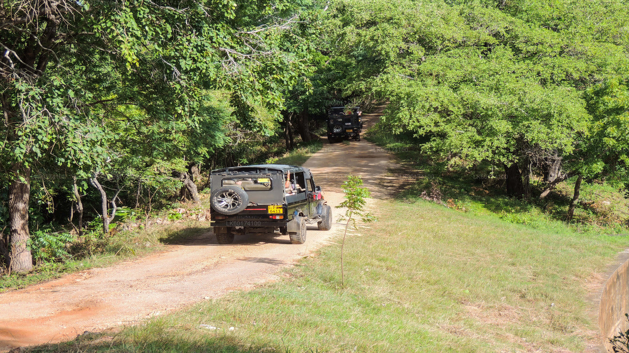 Kaudulla-Nationalpark-Safari ab Kandy