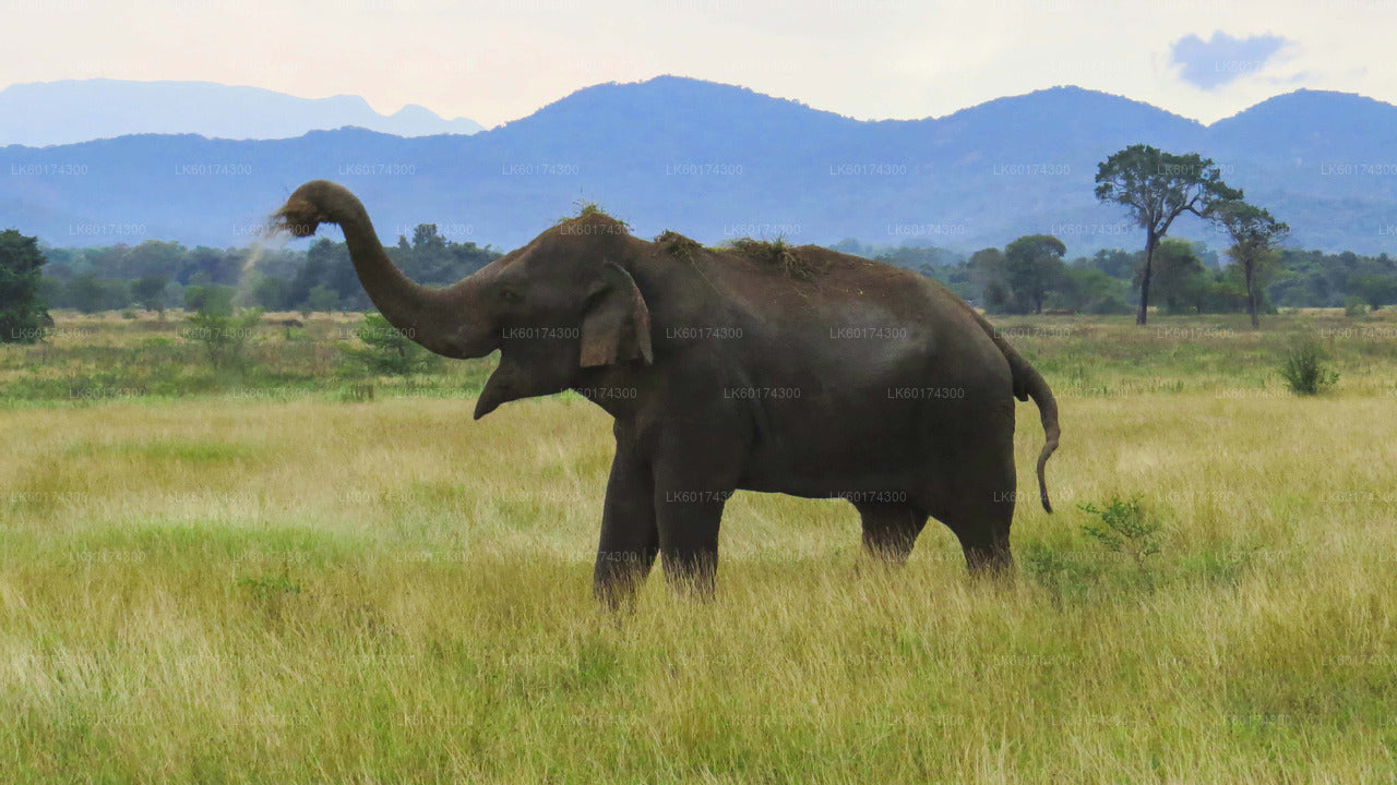 Ab Kandy: Safari im Wasgamuwa-Nationalpark