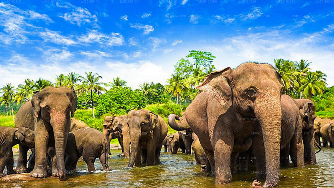 Ab Colombo: Tour nach Pinnawala und Kandy