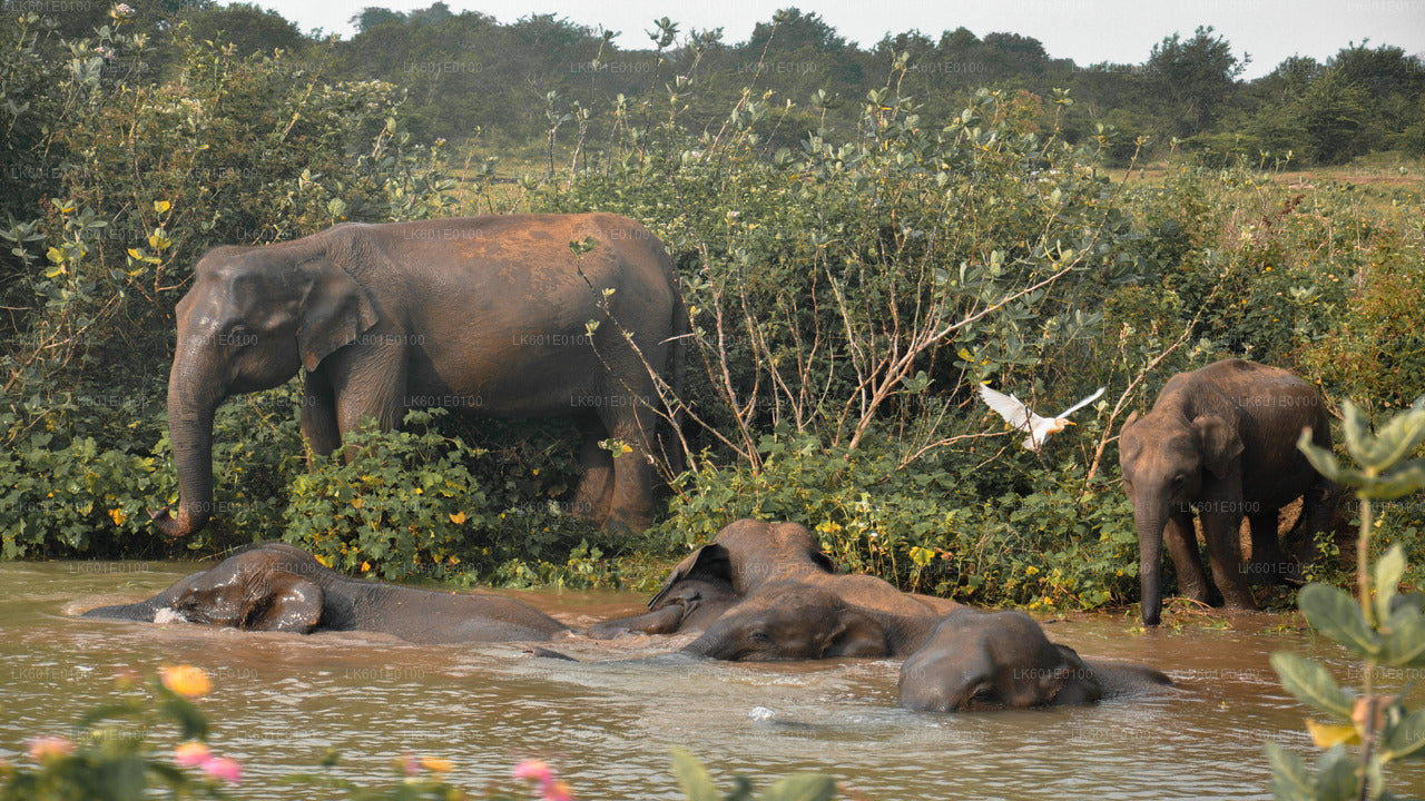 Safari im Udawalawe-Nationalpark ab Koggala