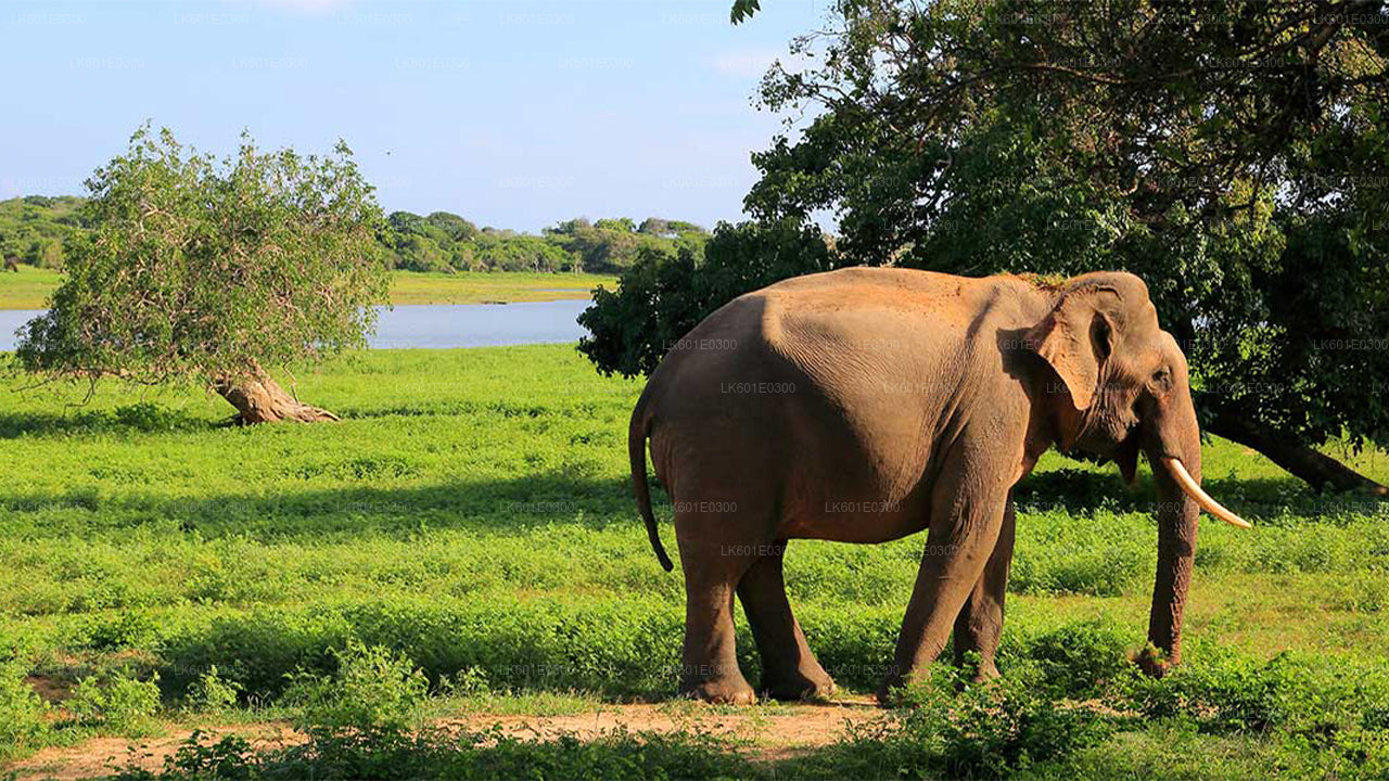 Safari im Bundala-Nationalpark ab Koggala