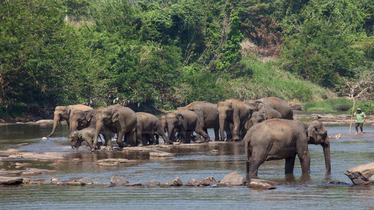 Elefantenwaisenhaus Pinnawala aus Negombo