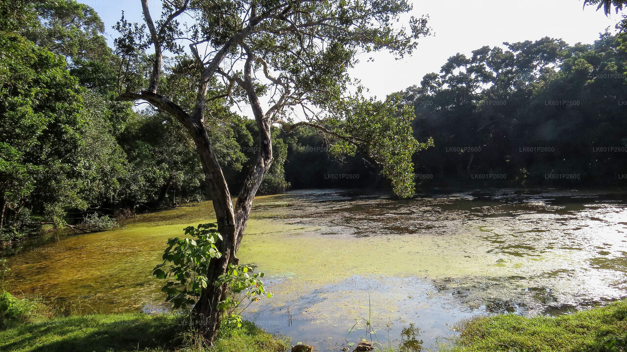 Wilpattu-Nationalpark-Safari ab Negombo