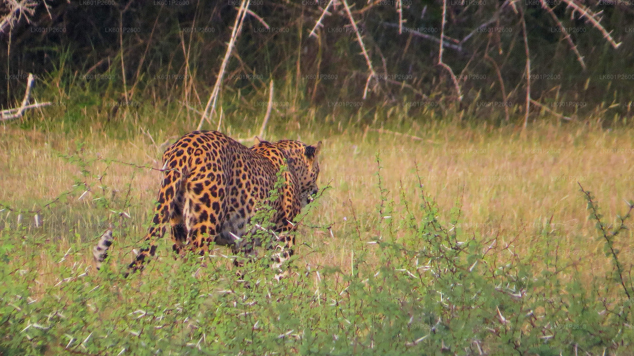 Wilpattu-Nationalpark-Safari ab Negombo