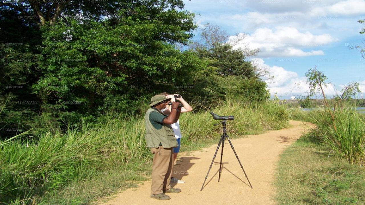 Sigiriya-Felsen und Landschaft von Sigiriya