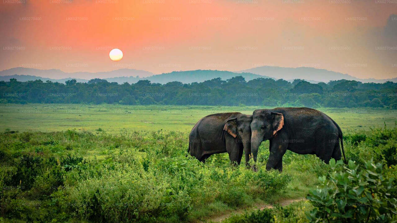 Safari im Udawalawe-Nationalpark ab Dikwella