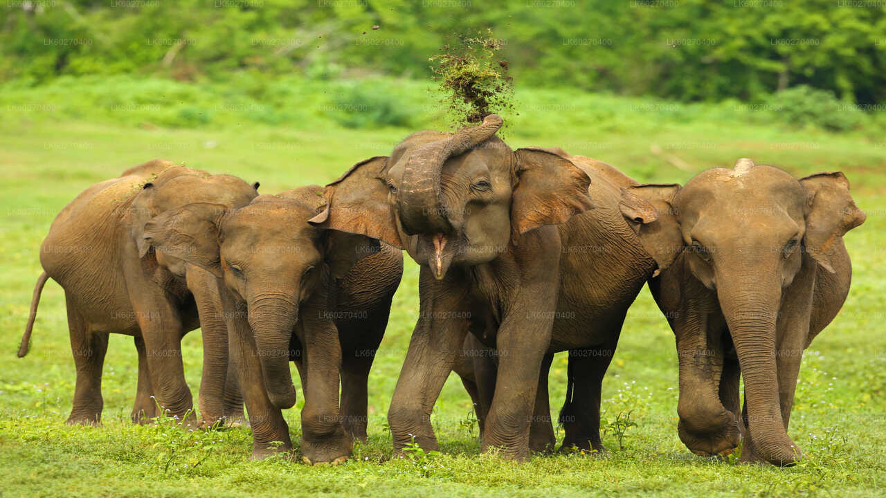 Safari im Udawalawe-Nationalpark ab Dikwella