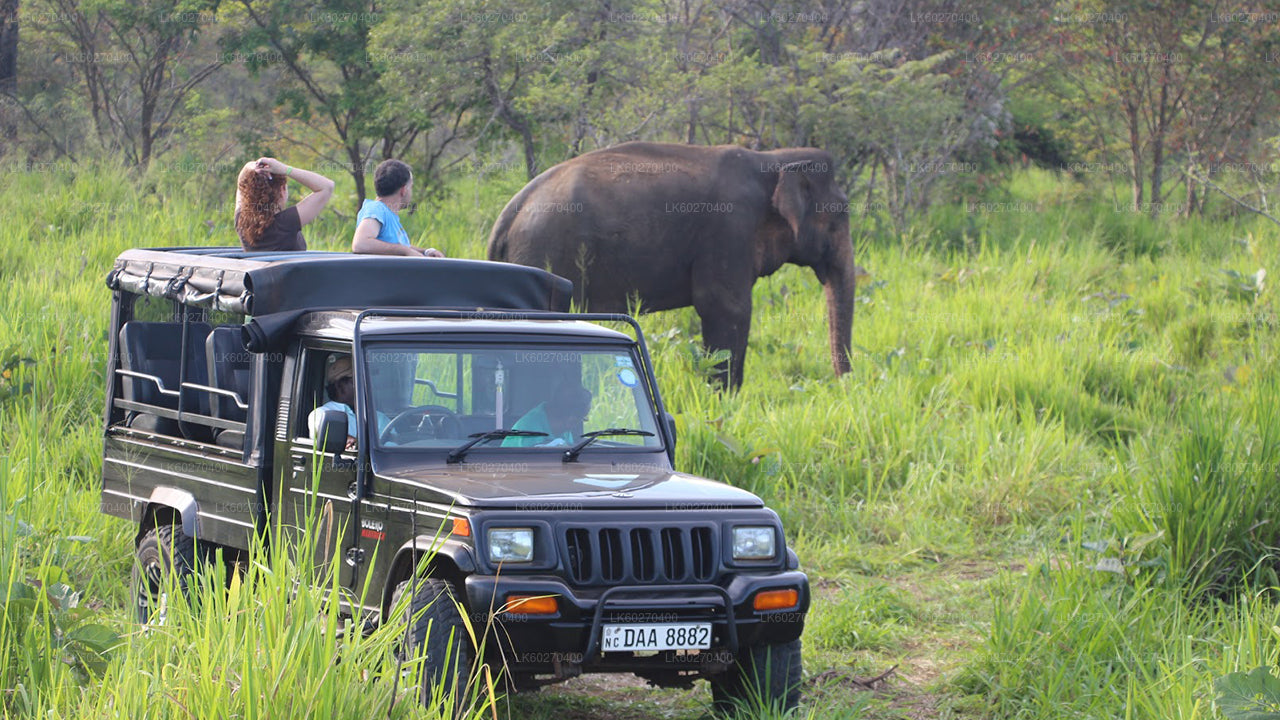 Safari im Udawalawe-Nationalpark ab Dikwella