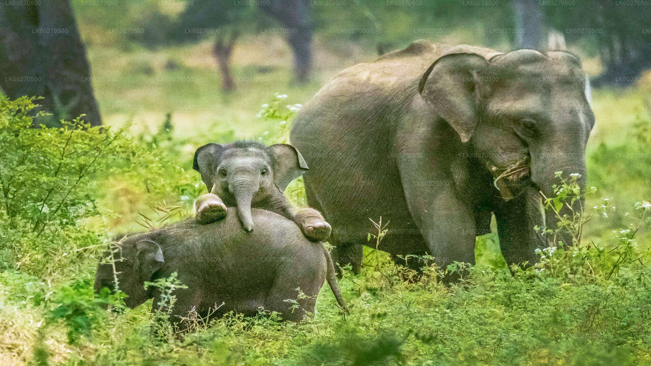 Yala-Nationalpark-Safari ab Dikwella