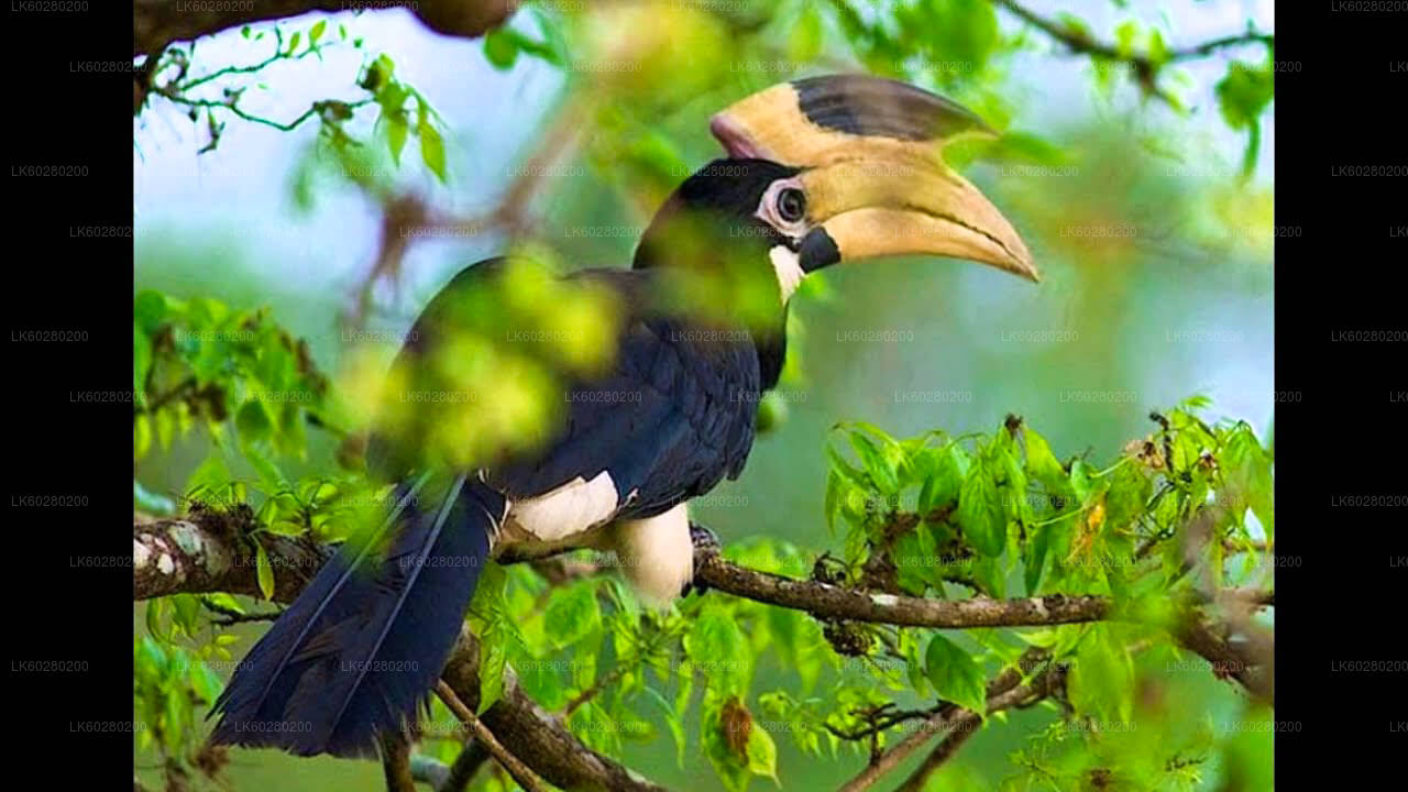 Bundala-Nationalpark-Safari ab Hambantota