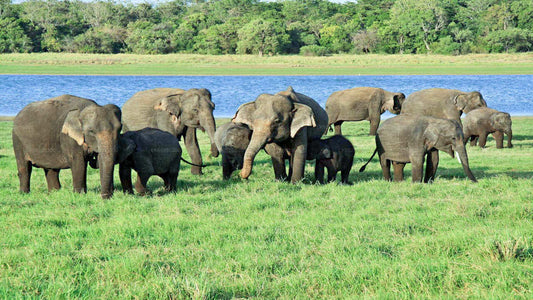 Safari im Udawalawe-Nationalpark ab Hambantota