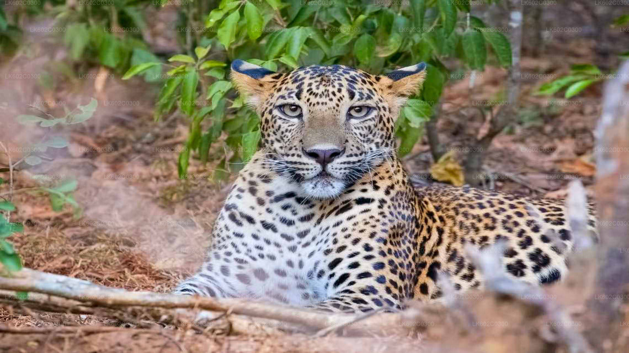 Safari im Yala-Nationalpark ab Weligama