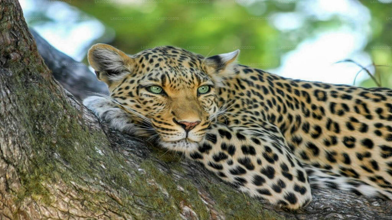 Safari im Yala-Nationalpark ab Weligama